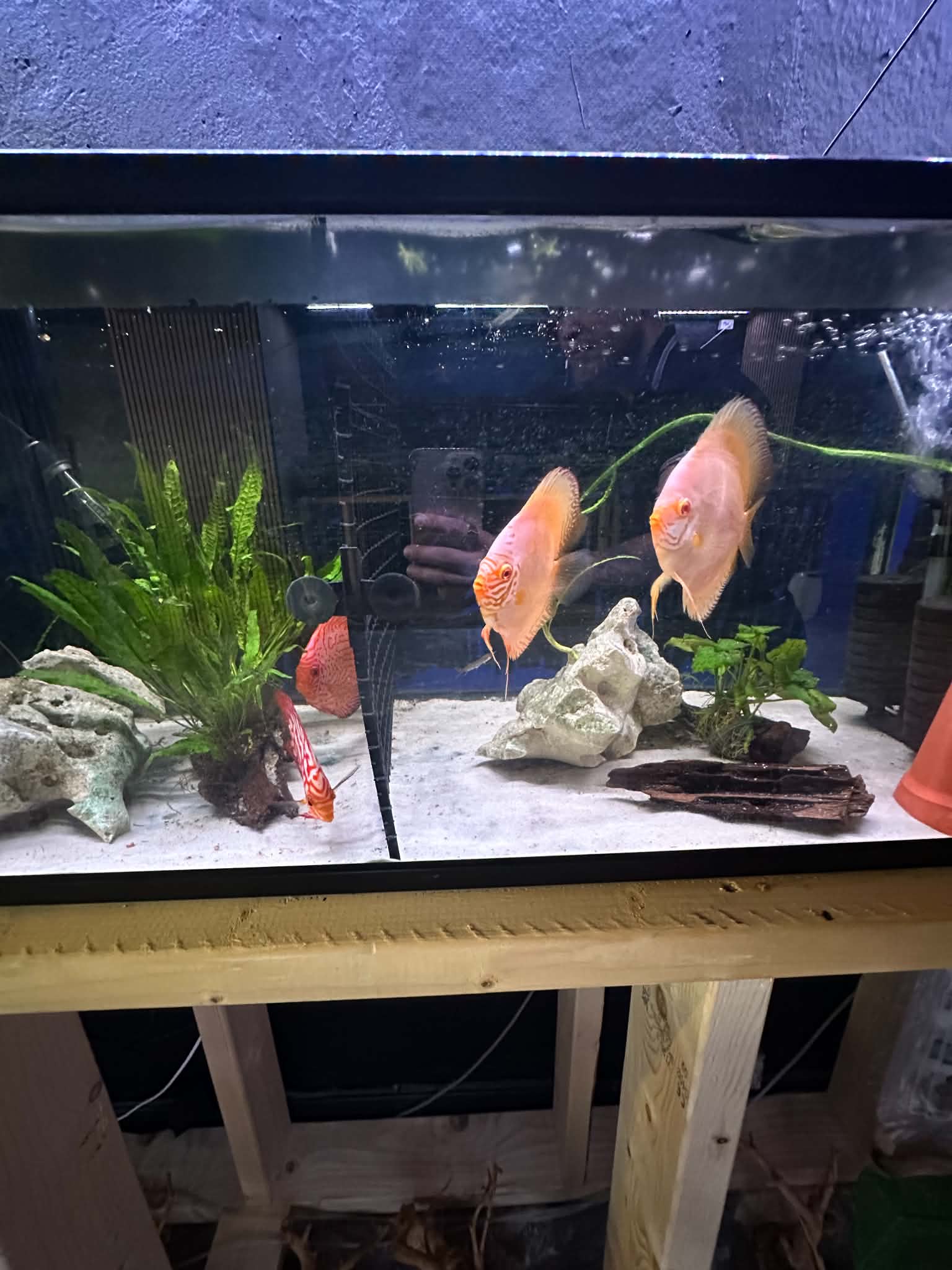 Diskusfisk i akvarium